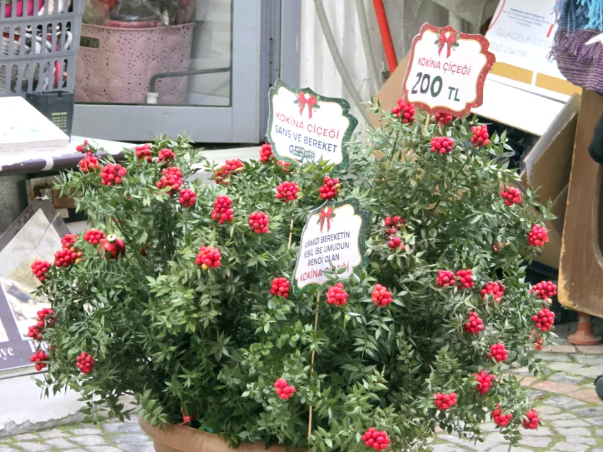 Kokina Cicegi 3 - Edirne’de yılbaşı öncesi kokinaya yoğun ilgi