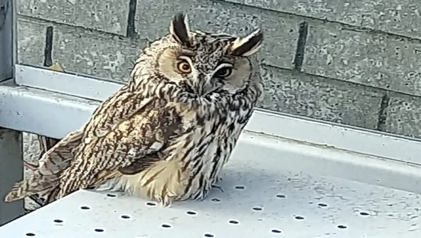 Tekirdağ’da yaralı bulunan kulaklı orman baykuşu tedavi altına alındı