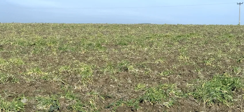 Tekirdağ’da tarımsal üretimde ekin kamburu böceği uyarısı