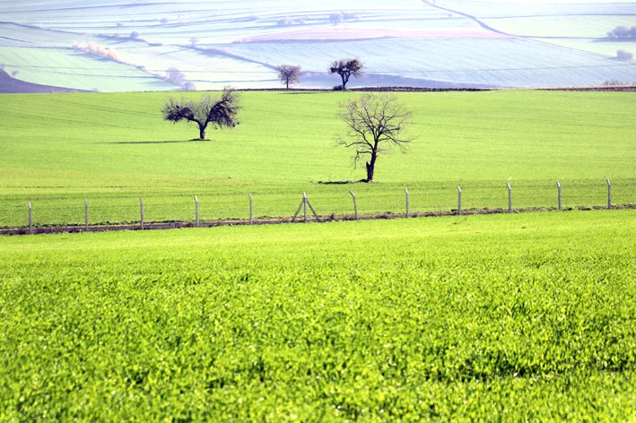 Tarla - Tekirdağ’da tarımsal üretimde ekin kamburu böceği uyarısı