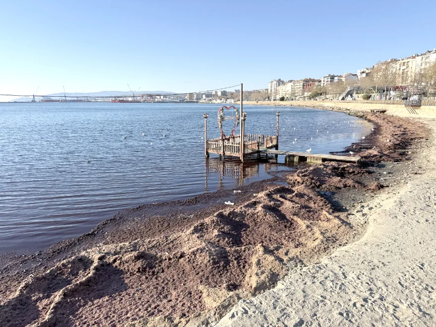 Tekirdağ’da lodos nedeniyle sahilde kırmızı yosun birikti