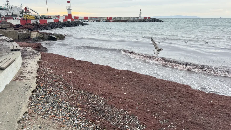 Tekirdağ’da lodos nedeniyle sahilde kırmızı yosun birikti