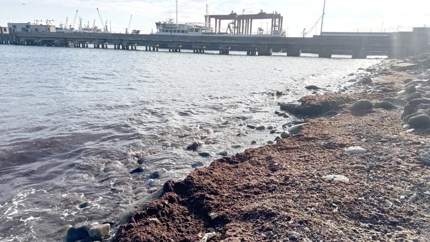 Tekirdağ’da lodos nedeniyle sahilde kırmızı yosun birikti