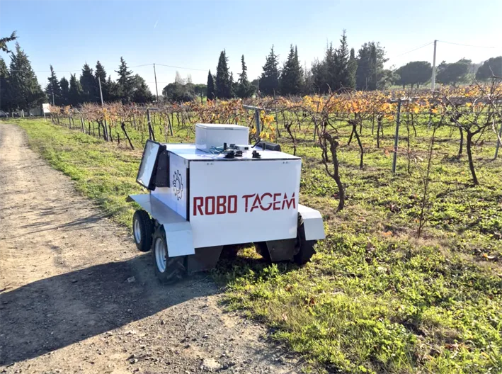 Uzum baglari otonom robot 2 - Üzüm bağlarında verim ve kaliteyi artıracak otonom robot geliştirildi