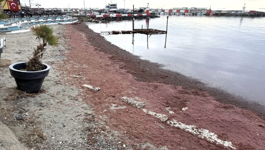 Tekirdağ’da lodos nedeniyle sahilin bir kısmı kırmızı yosunla kaplandı
