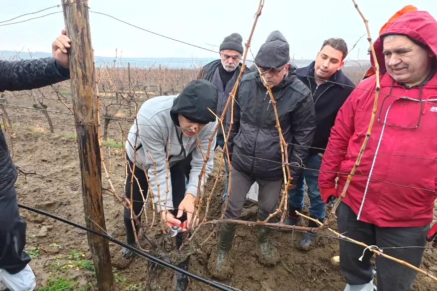 Tekirdağ’da “Bağlarda Kış Budaması” eğitimi düzenlendi