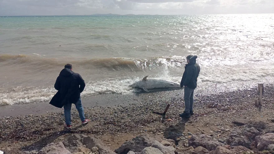 Çanakkale’de ölü yunus sahile vurdu