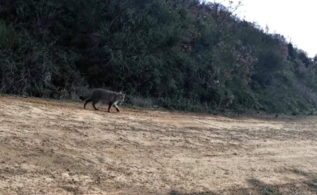 Tekirdağ’da Ganos Dağı ormanlık alanında yaban kedisi görüntülendi