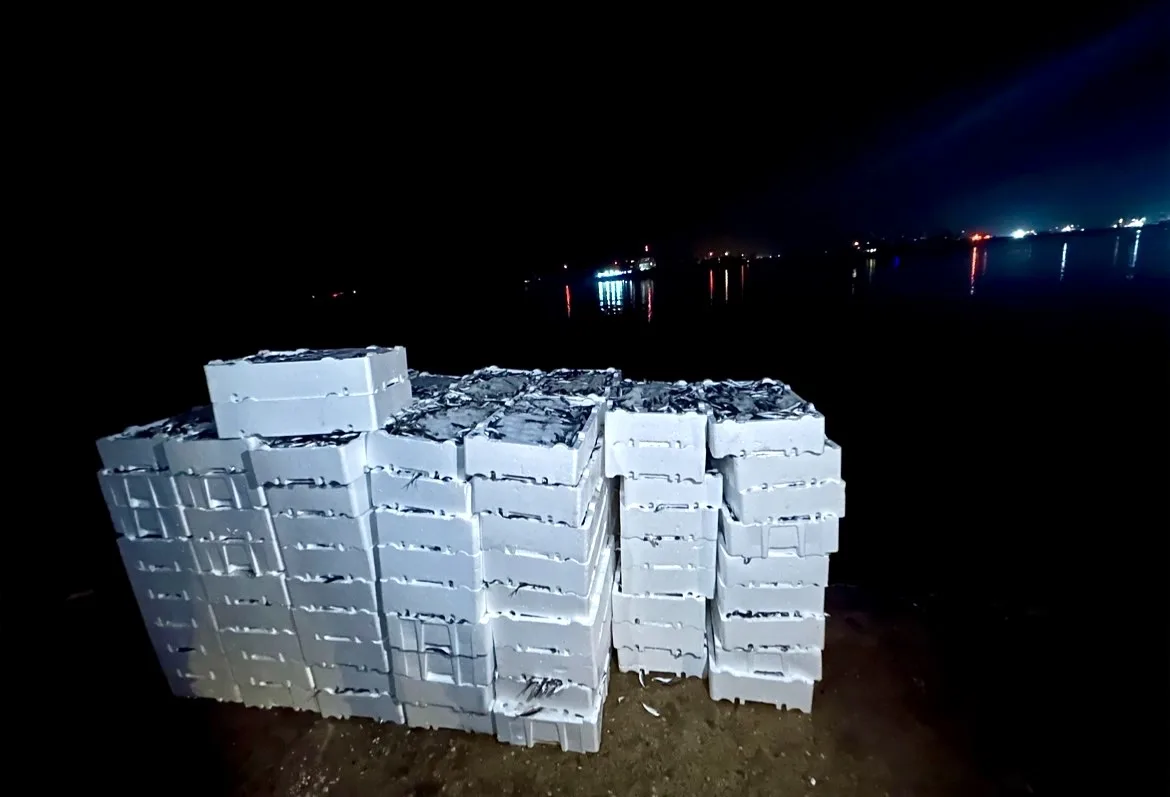 Kırklareli’nde yasal boy sınırı altında avlanan 1 ton 300 kilogram istavrite el konuldu