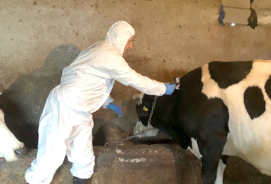 Edirne’de şap hastalığına karşı aşılama seferberliği