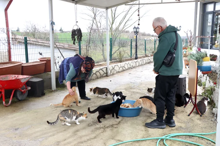 Hayvan sevgisi 2 - Doktor önerisiyle başlayan kedi sevgisi 40 kedilik yuvaya dönüştü