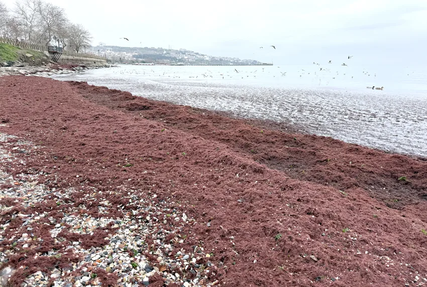 Tekirdağ’da poyraz nedeniyle sahilin bir kısmı kırmızı yosunla kaplandı