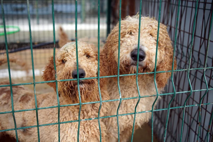 Edirne’de el konulan cins köpekler sahiplendirilecek