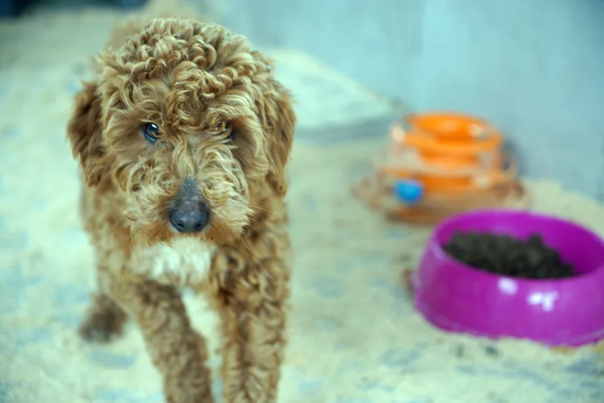 Yasa dışı köpek üretimi yapan kişiye 2,1 milyon lira ceza