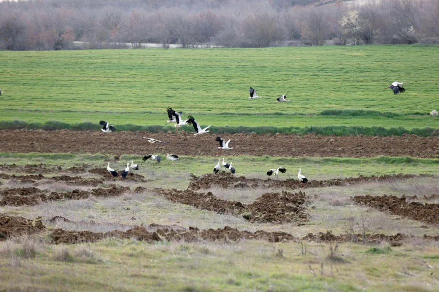 Göç yolundaki leylekler Kırklareli’nde mola verdi