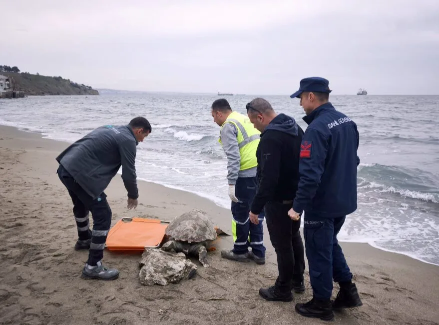 Tekirdağ’da ölü caretta caretta sahile vurdu