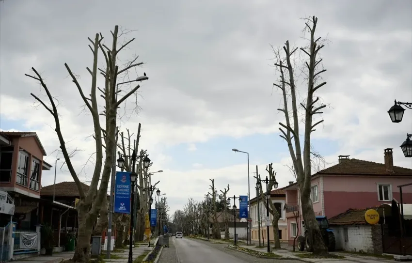 Edirne’de çevreciler belediyenin ağaç budama yöntemine tepki gösterdi