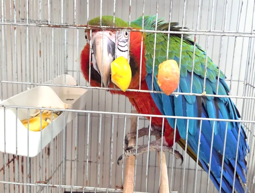 Şüpheli araçtan 3 macaw papağanı çıktı