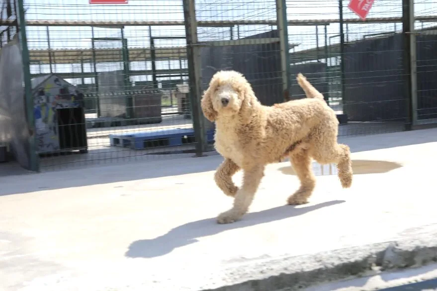 Kurtarılan köpekler yeni yuvalarına kavuştu