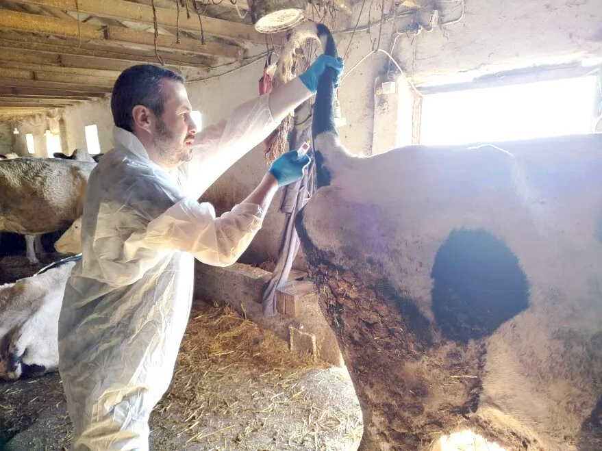 Edirne’de şap hastalığıyla mücadelede yeni adım