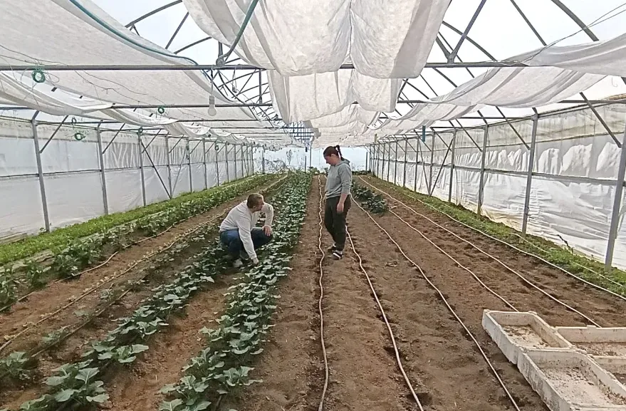 Edirne’de seracılık projesi saha ziyaretleriyle takip ediliyor