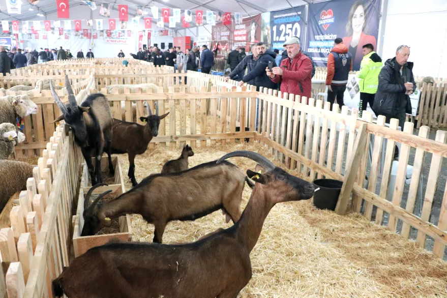 Tekirdağ’da “Küçükbaş Hayvancılık Festivali” başladı