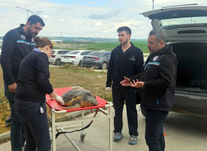 Tekirdağ’da ölü bulunan caretta caretta incelemeye alındı