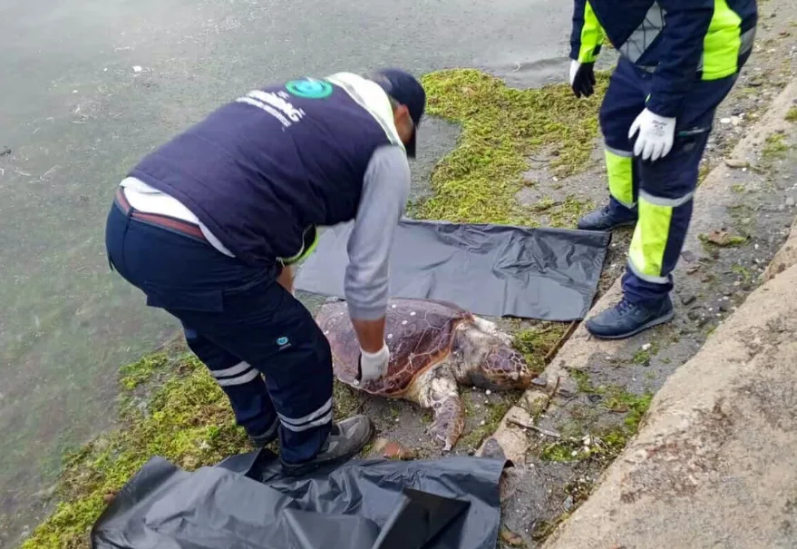 Tekirdağ’da ölü caretta caretta sahile vurdu