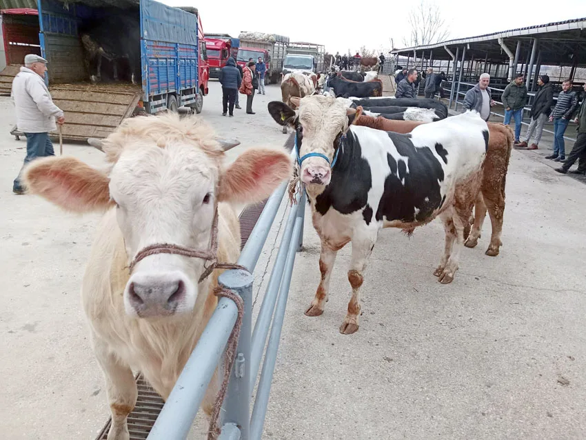 Edirne’de kurbanlık baskül fiyatları belli oldu