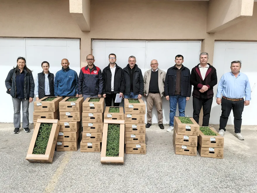 Kırklareli’nde üreticilere domates fidesi dağıtıldı