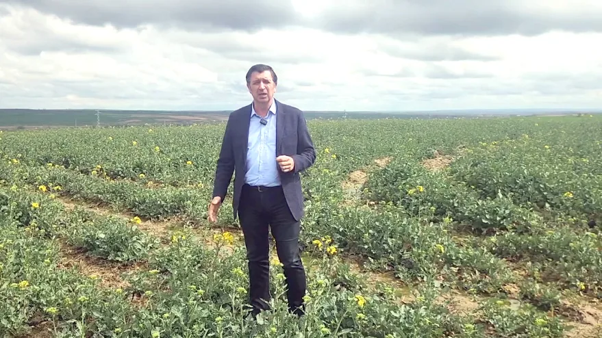 Gaytancıoğlu, “Petrole bağımlılığın çözümü kanola!”