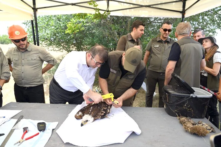 Trakya’da 500 leylek ve 100 şah kartalı halkalanacak
