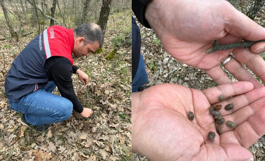 Edirne’de ilkbahar süne sürvey çalışmaları başladı