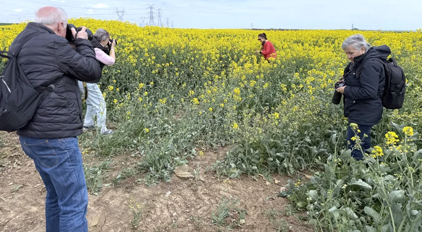 Tekirdağ’da kanola tarlasında foto safari düzenlendi