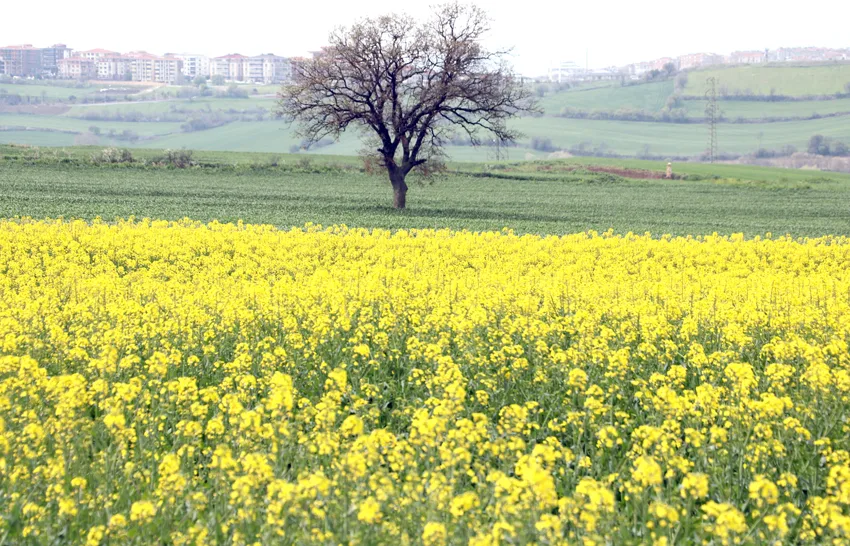 Tekirdağ’da “sarı gelin” tarlaları renklendirdi