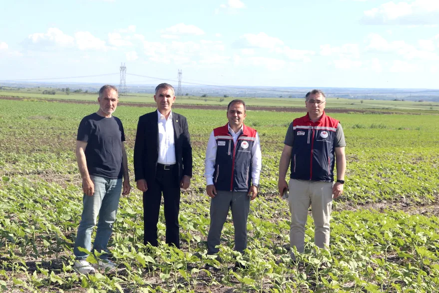 Anıza ayçiçeği ekimi yerinde incelendi