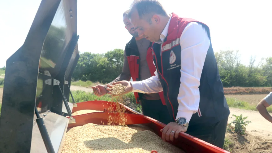 Edirne’de tarlalarda çeltik mesaisi başladı