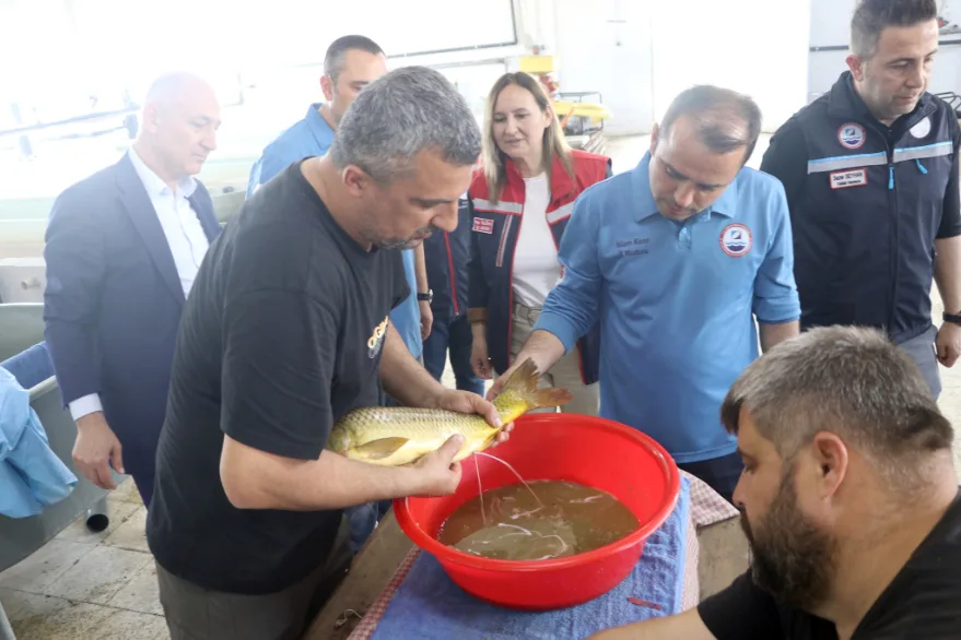 Sazan balığı üretim çalışmaları başladı