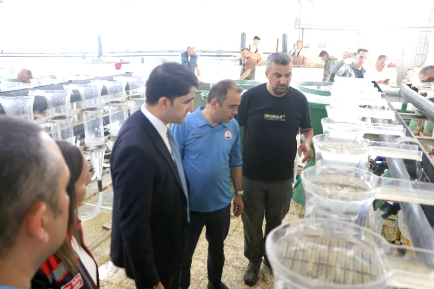 Ipsala Su Urunleri Uretim Istasyonu 3 - Sazan balığı üretim çalışmaları başladı