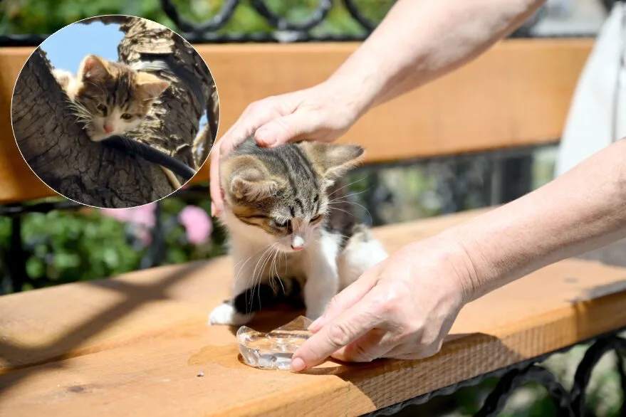 Ağaçta mahsur kalan kedi yavrusu kurtarıldı