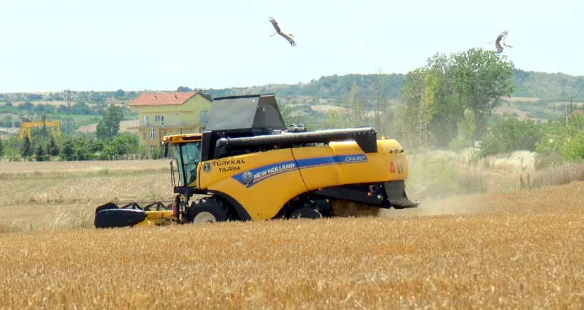 Leylekler hasat mesaisinde biçerdöverlerin peşine düştü