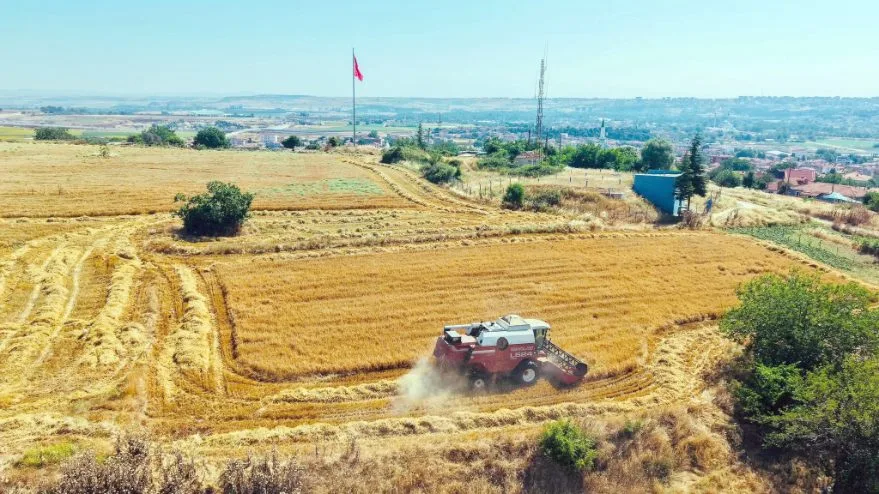 Belediye arazilerinde arpa hasadı yapıldı