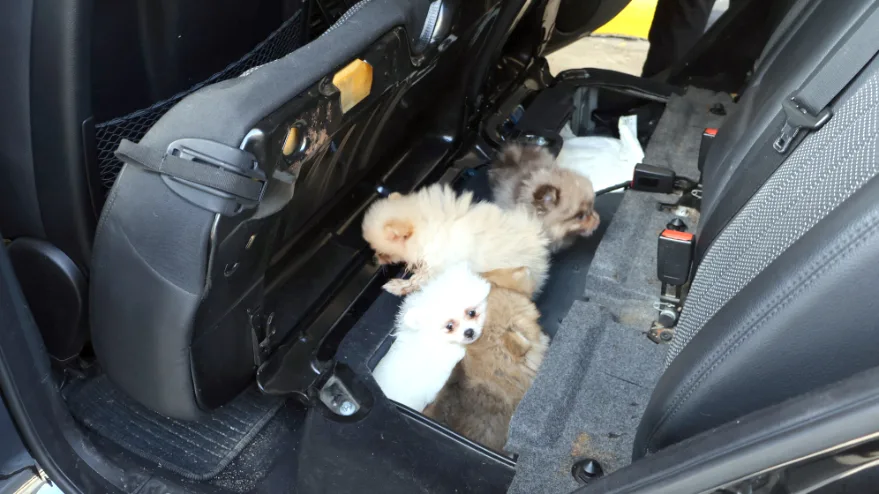 Aracın koltuğunun altından 5 yavru köpek çıktı