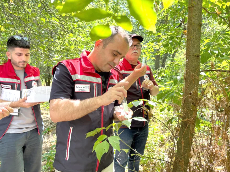 Edirne’de kahverengi kokarcaya karşı biyolojik mücadele
