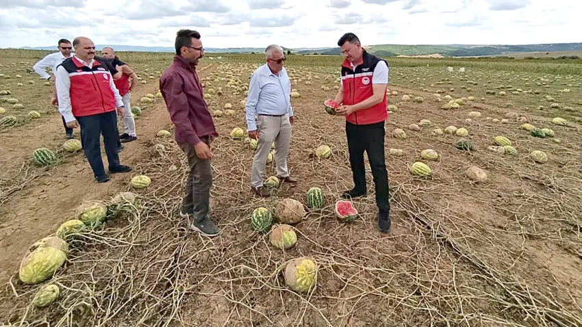 Dolunun vurduğu tarım arazilerinde hasar tespiti sürüyor