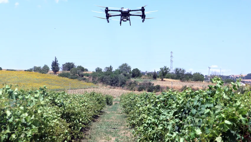 Tekirdağ’da bağlarda dronla ilaçlamanın doğru yöntemi araştırılıyor