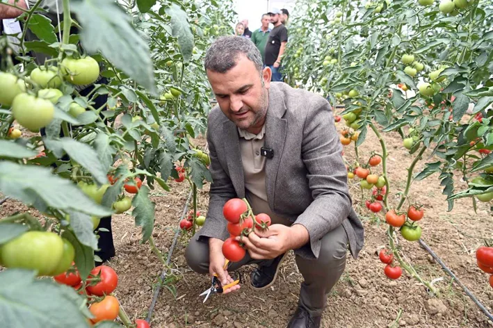 Sera hasat 2 - Tekirdağ’da hükümlülerin çalıştığı seralarda ilk hasat yapıldı