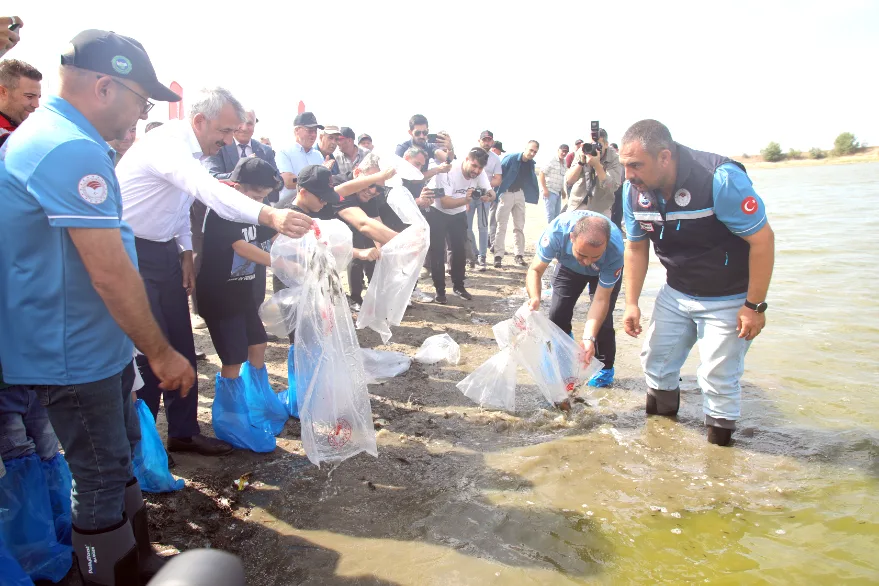 Edirne’nin göletlerine 1,2 milyon yavru sazan