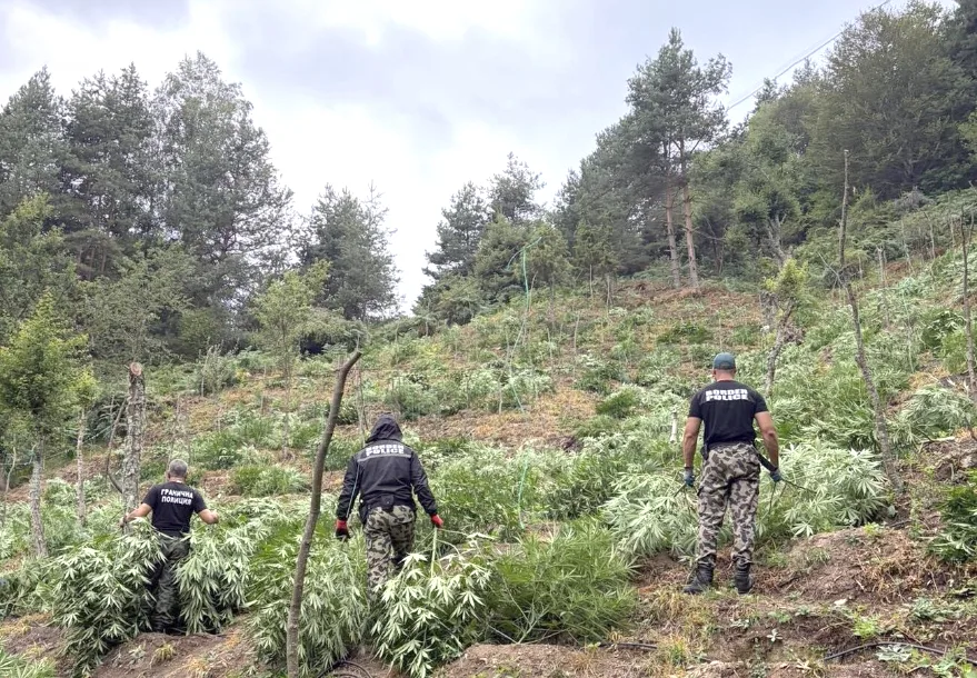 Bulgaristan’da dağlarda gizli kenevir tarlaları ortaya çıkarıldı