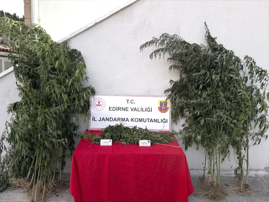Kenevirleri sularken jandarma bastı
